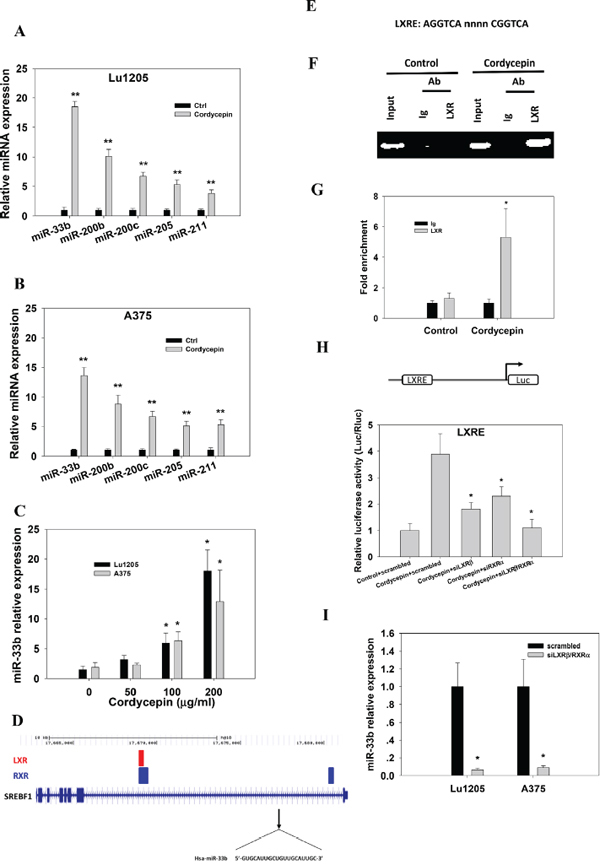 Cordycepin mediates miR-33b expression in melanoma cells in a LXR/RXR dependent manner.