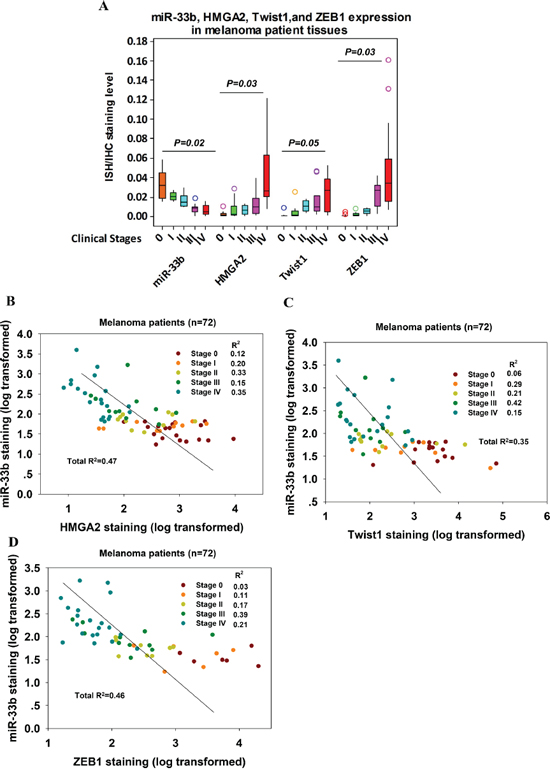 miR-33b levels in melanoma patient tissue samples were negatively correlated with those of HMGA2, Twist1 and ZEB1.