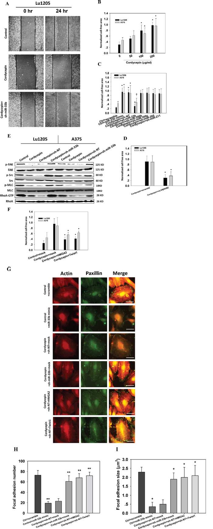 Cordycepin suppresses melanoma migration through miR-33b.