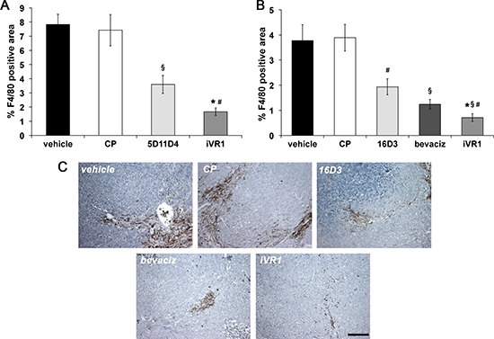 iVR1 inhibited the recruitment of monocyte-macrophages in syngenic and xenograft colorectal tumors.