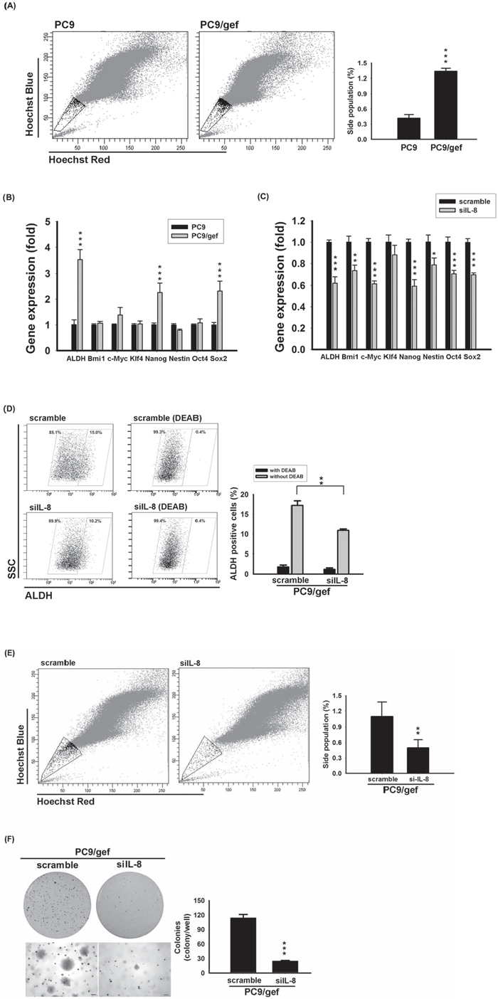 Knockdown IL-8 reduced stem cell-like characteristics.
