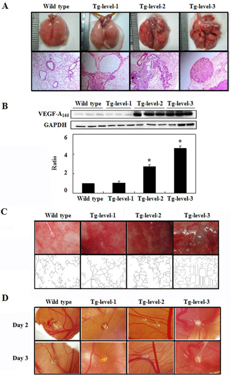 The exterior and histopathologic sections and neovascular and angiogenic activity of the lung tissues in the wild-type mice and in the three tumorigenesis levels of transgenic mice (Tg-level-1, Tg-level-2, and Tg-level-3).