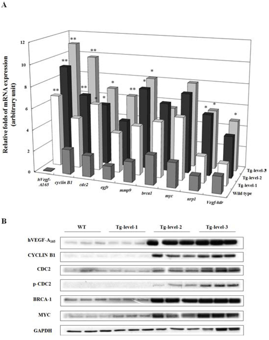 The expression levels of mRNA and protein in the lung tissues of wild-type mice and of three different tumorigenesis levels of transgenic mice (Tg-level-1, Tg-level-2, and Tg-level-3).