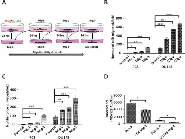 Figure. 1: Development and characterization of highly migratory variants of PCa cells.