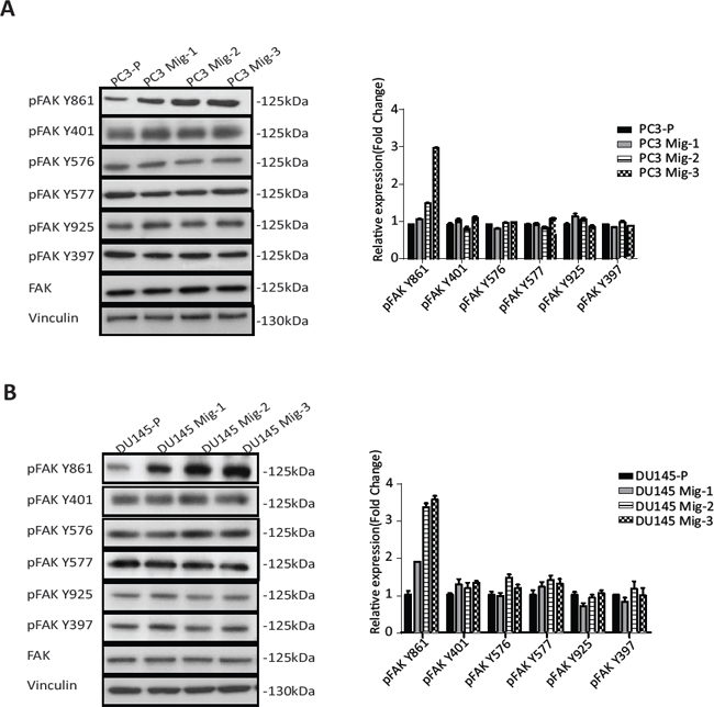 Figure. 2: Migratory variants of PCa cells have increased phosphorylation of FAK Y861.