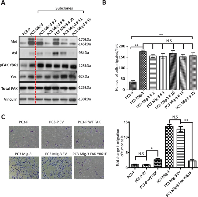 Figure. 3: Increased phosphorylation of FAK Y861 is associated with increased migration of PC3 Mig-3 cells.