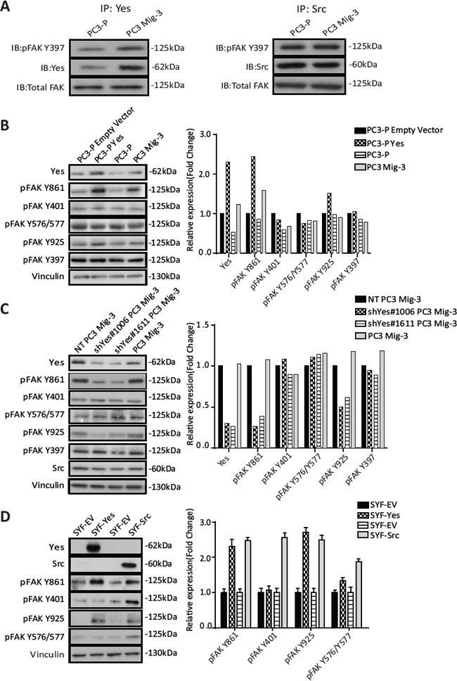 Figure. 5: PC3 Mig-3 cells are increased in FAK association with Yes and Yes preferentially phosphorylates FAK Y861 in PC3 and SYF MEF cells.
