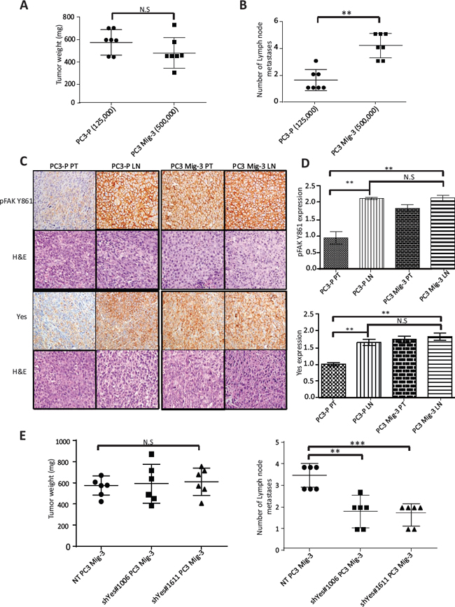 Figure. 7: Increased phosphorylation of FAK Y861 and increased expression of Yes promotes lymph node metastasis of PC3 Mig-3.