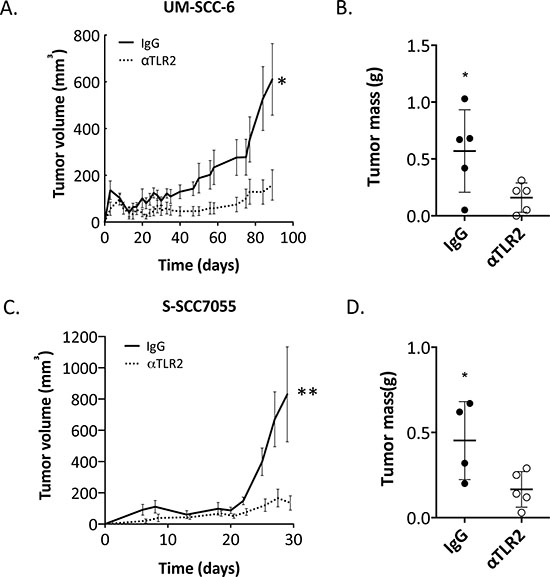TLR2 blockade inhibits growth of HNSCC tumors in vivo.