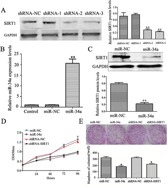 Down-regulation of SIRT1 and over-expression of miR-34a inhibit cell growth and colony formation abilities.