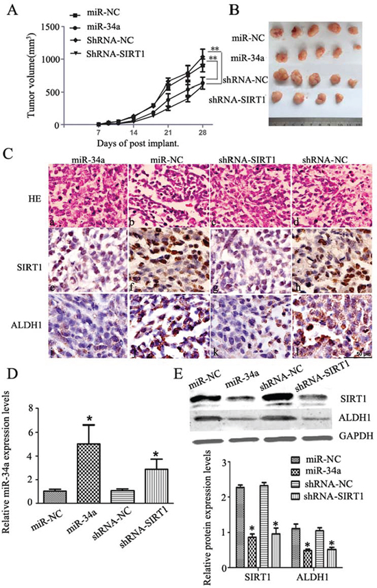 MiR-34a over-expression or silenced SIRT1 inhibit tumor growth in vivo.
