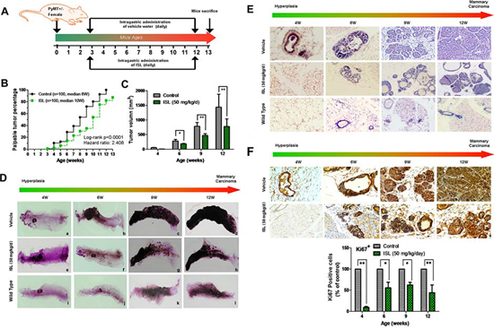 ISL inhibited mammary carcinogenesis in MMTV-PyMT transgenic mice.