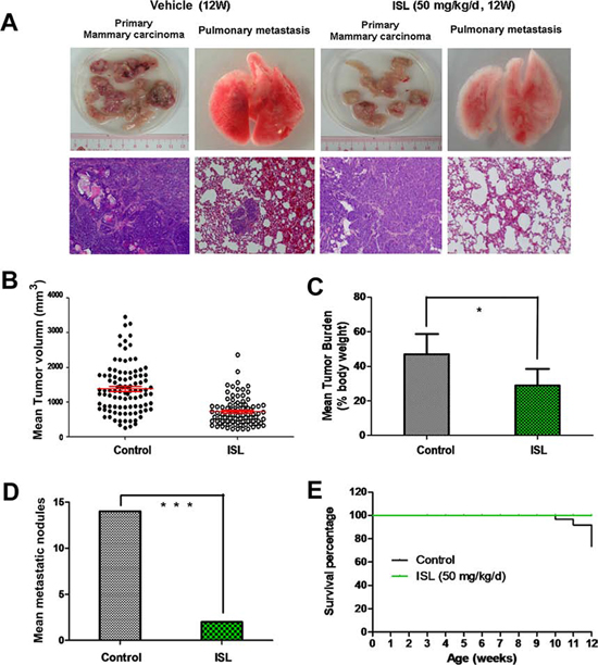 ISL inhibited breast cancer growth and lung metastasis in MMTV-PyMT transgenic mice.