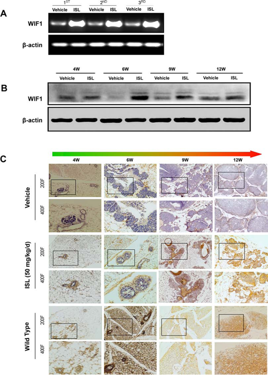 ISL significantly elevated WIF1 expression in MMTV-PyMT mice.