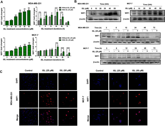 ISL resulted in overexpression of WIF1 levels in human breast cancer cell lines.