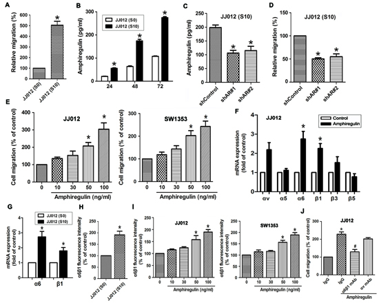 The expression level of AR is involved in cell migration and up-regulation of &#x03B1;6&#x03B2;1 integrin.
