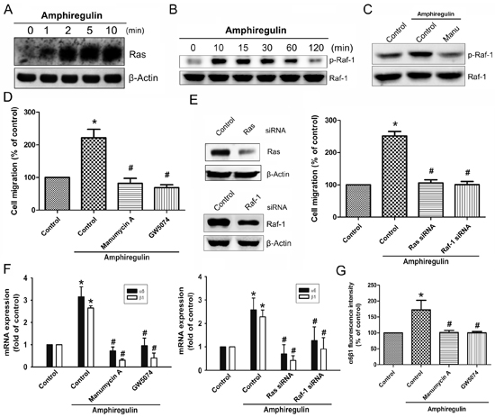 AR increased cell migration and &#x03B1;6&#x03B2;1 integrin expression via Ras and Raf-1 pathways.