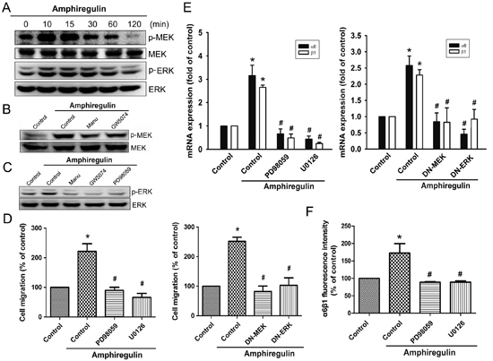 MEK and ERK pathways are involved in AR-induced increase in cell migration and &#x03B1;6&#x03B2;1 integrin expression.