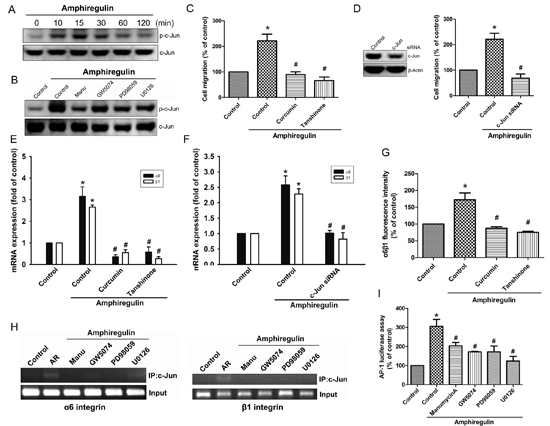 Activation of c-Jun is required for AR-induced cell migration and up-regulation of integrin &#x03B1;6&#x03B2;1.