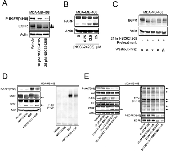 EGFR/HER2/HER3-targeted Compounds Induce Cell Death and Suppress Response to EGF.