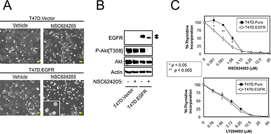 Forced EGFR Expression Sensitizes Cells to EGFR/HER2/HER3-targeted Compounds.