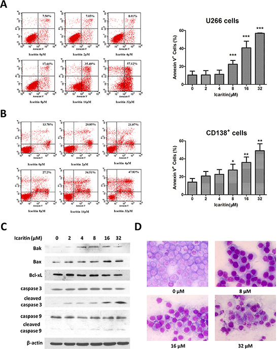 Icaritin induces U266 cells or CD138+ primary MM cells apoptosis.
