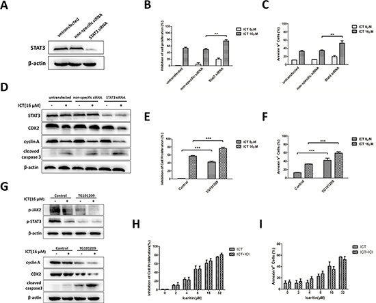Icaritin exerts anti-MM activity via suppressing JAK2/STAT3 signaling pathway, not associated with estrogen receptors.