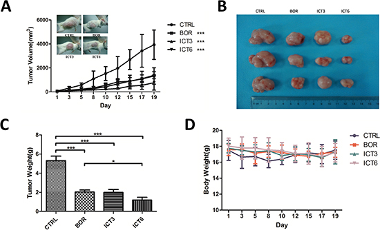 Icaritin inhibits tumor growth in xenograft mice models.