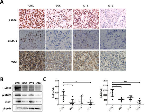 Icaritin inhibits tumor growth which corresponds to IL-6/p-JAK2/p-Stat3 reduction and decreased VEGF or IgE levels.