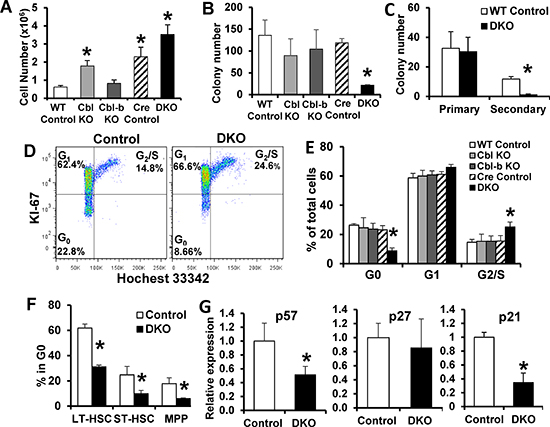 Increased cycling and reduced quiescent HSC fractions in Cbl/Cbl-b DKO mice.
