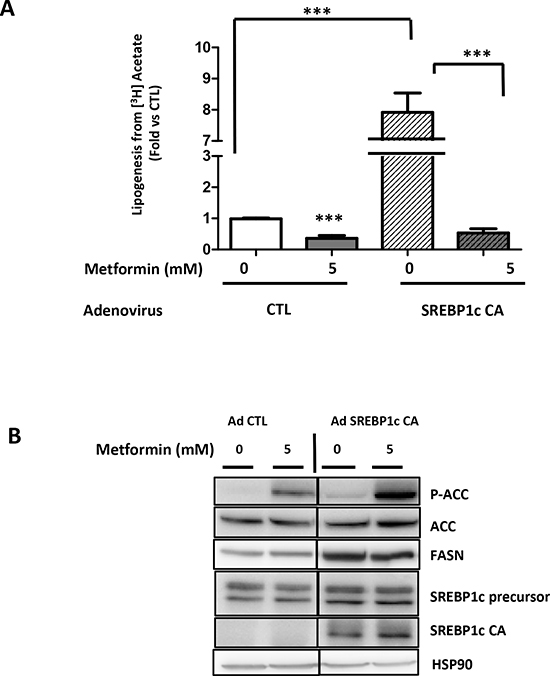 Metformin represses SREBP1c-stimulated lipogenesis.