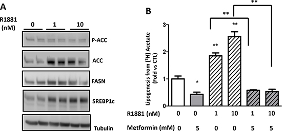 Metformin inhibits androgen-stimulated lipogenesis.