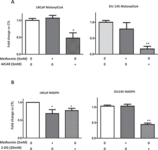 Metformin does not affect the malonyl-CoA and NADPH concentration.