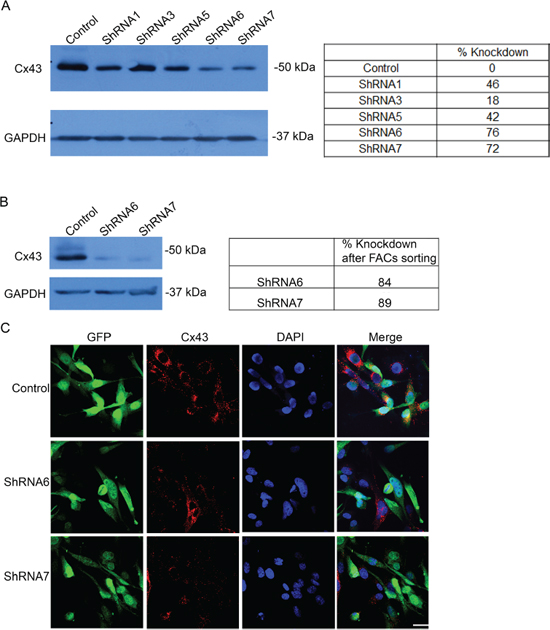 Expression of a panel of anti-Cx43 ShRNA constructs reduces Cx43 expression.