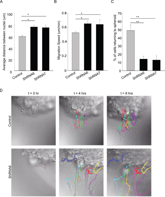 Reducing Cx43 expression changes cell migration pattern in U118 cells.