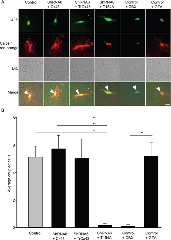 Cx43 mutant T154A reduces GJIC.