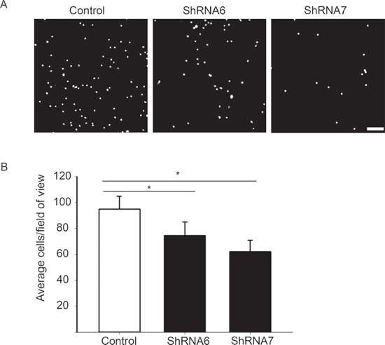 A reduction in Cx43 decreases cell adhesion to fibronectin.