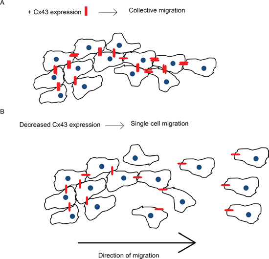 Cx43 expression facilitates collective migration.