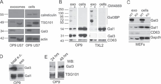 OP9 but not ALL cells generate Galectin-3 containing exosomes.