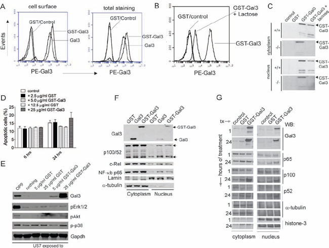 Exogenous Galectin-3 is internalized by human ALL cells.