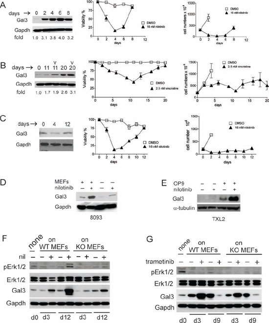 Chemotherapeutic drug treatment induces endogenous Galectin-3 in pre-B ALL cells when in contact with stromal cells.