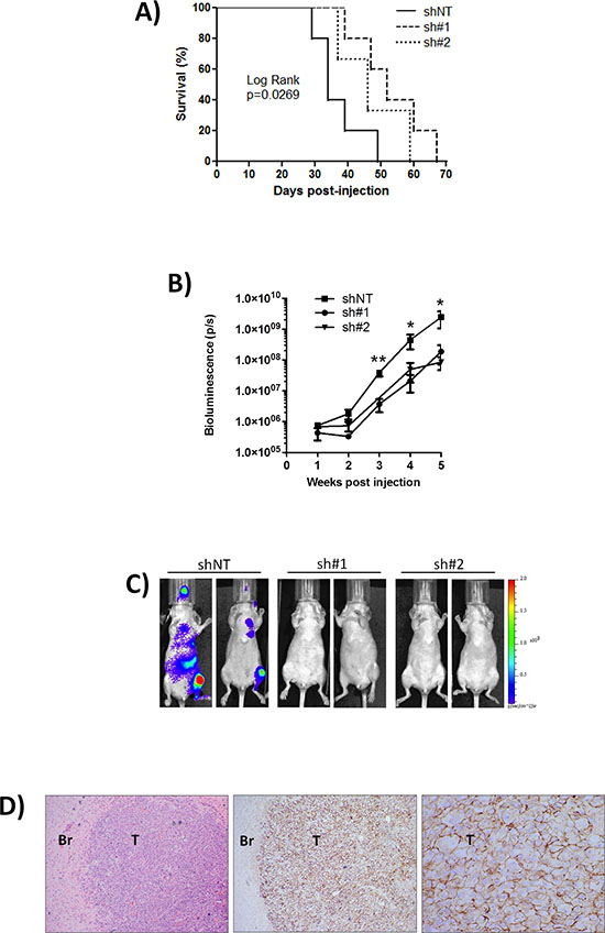 Knock-down of CD44 improves survival to ethically mandated euthanasia and decreases metastasis in vivo.