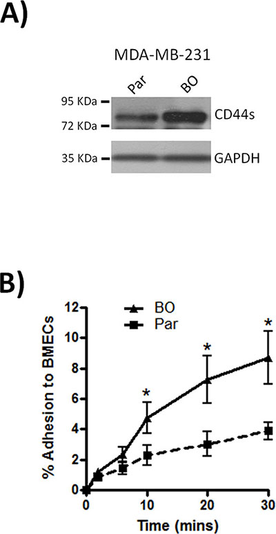 Bone metastatic MDA-MB-231 cells express high levels of CD44.