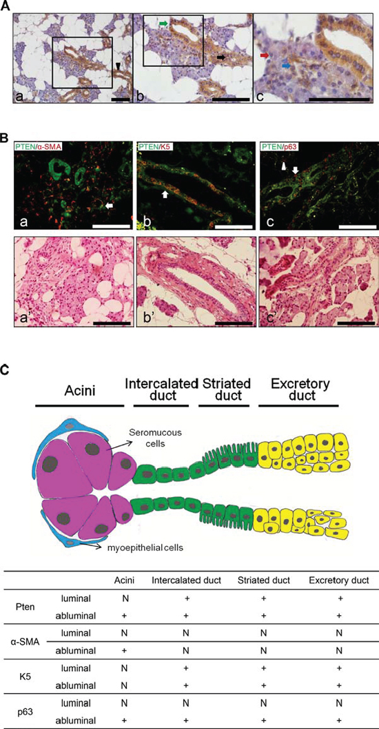 PTEN, &#x03B1;-SMA, K5 and p63 distributions in human normal salivary glands.