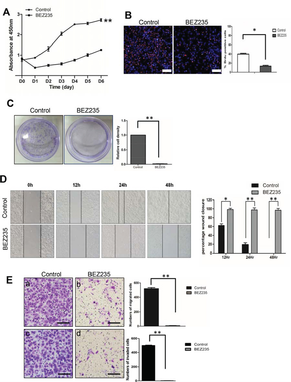 Treatment with a dual PI3K and mTOR inhibitor, NVP-BEZ235, decreased cell proliferation, migration and invasion.