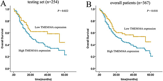 Kaplan&ndash;Meier estimated of overall survival according to TMEM16A expression in patients with gastric cancer (log-rank test).