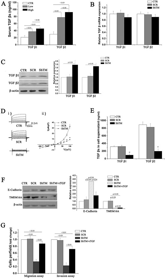 TMEM16A represses E-cadherin expression by modulating the secretion of TGF-&beta;1 and TGF-&beta;2.