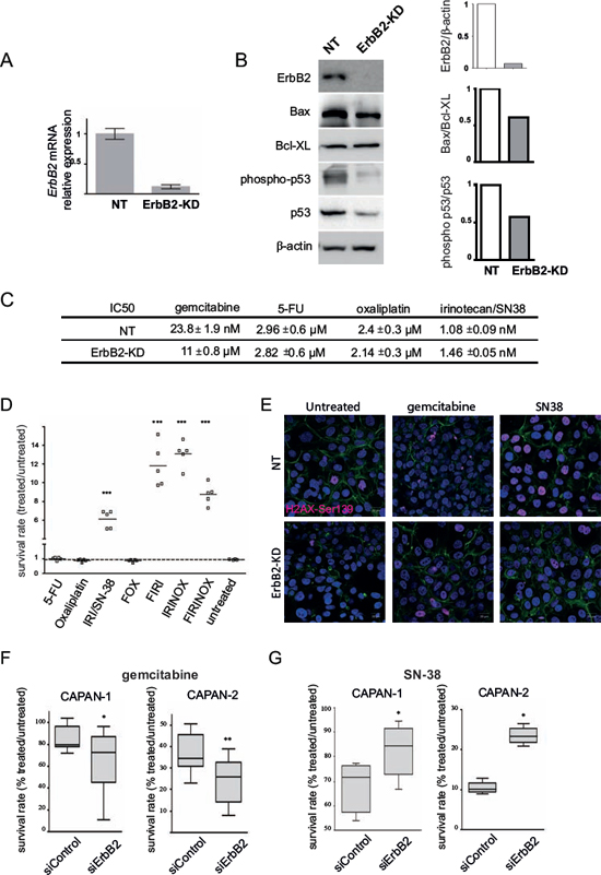 ErbB2 deficient cells are more sensitive to gemcitabine and resistant to SN-38 treatment.