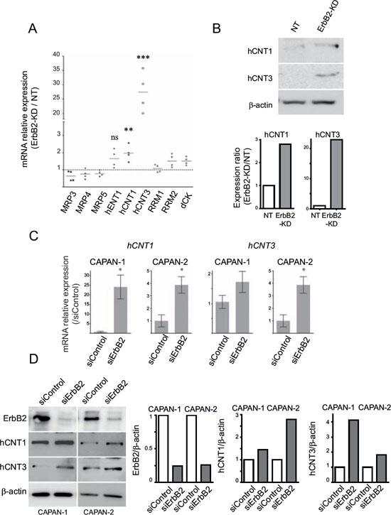 hCNT1 and hCNT3 promote gemcitabine sensitivity in ErbB2-KD cells.