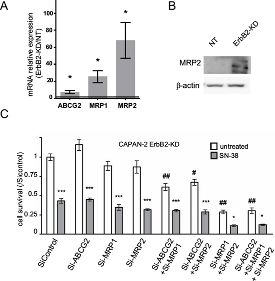 Expression of multidrug resistance related proteins (MRP)-1/2 and ABCG2 channels in CAPAN-2 ErbB2-KD cells.